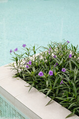 purple flowers in the pool. Relax and chill out