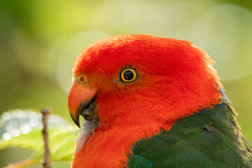 close up of an australian king parrot © Brent