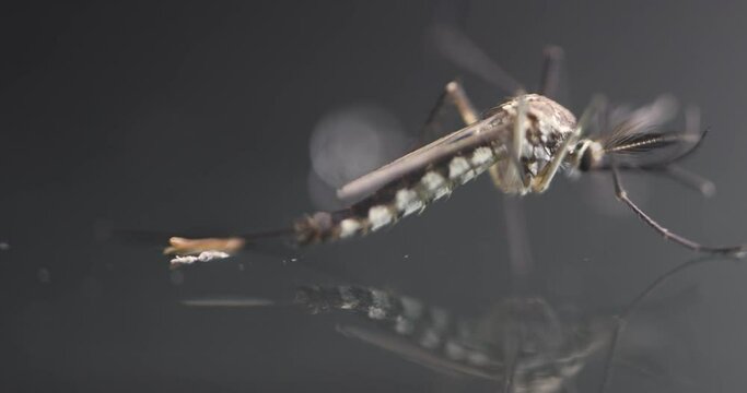 Anopheles mosquito and Mosquito Larva in the order Diptera, Anopheles sp. (Mosquito Larva) in the water for education.