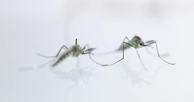 Anopheles mosquito and Mosquito Larva in the order Diptera, Anopheles sp. (Mosquito Larva) in the water for education.