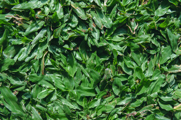 Fototapeta premium Green grass texture for background. Green lawn pattern and texture background. lush green grass, Close-up, background,