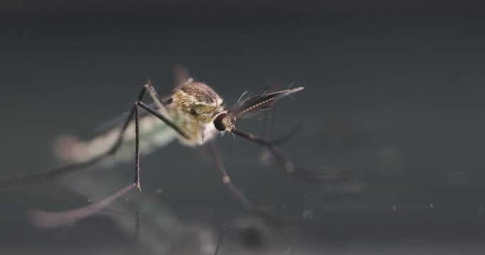 Anopheles mosquito and Mosquito Larva in the order Diptera, Anopheles sp. (Mosquito Larva) in the water for education.