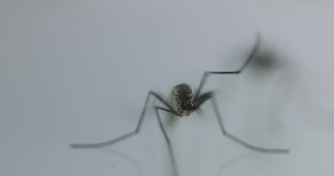 Anopheles mosquito and Mosquito Larva in the order Diptera, Anopheles sp. (Mosquito Larva) in the water for education.