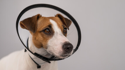 Jack Russell Terrier dog in plastic cone after surgery. 