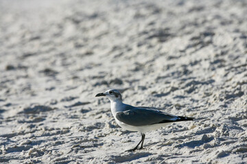 seagull on the beach 6.