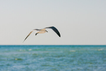 seagull in flight 2