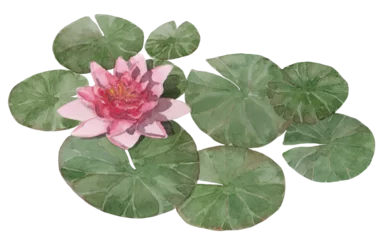 Foto op Canvas Pink lotus (water lily) with leaves in the pond, watercolor isolated on white or transparent background  © RisingSun