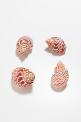 shells on white background