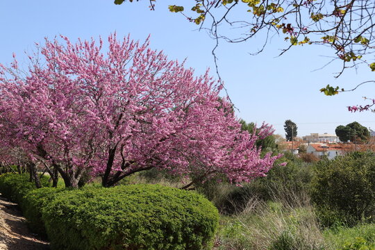 Crimson blossoms in a city park in Israel.
