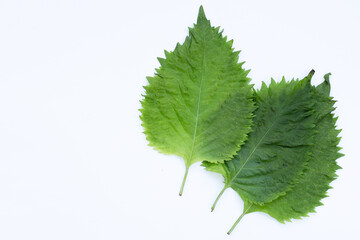 Green Shiso or oba leaves on white background. - obrazy, fototapety, plakaty