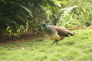 Free range rooster and chickens on an organic property