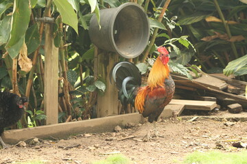 Free range rooster and chickens on an organic property