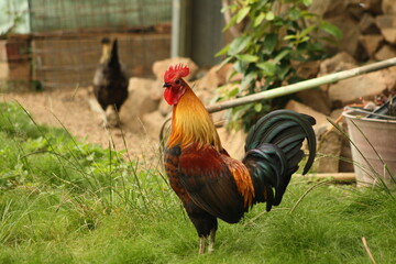 Free range rooster and chickens on an organic property