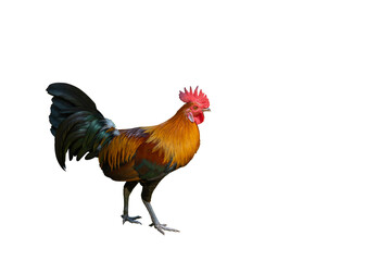 Gamecock rooster isolated