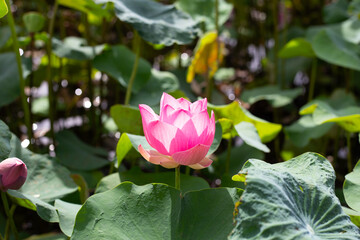 Pink lotus flower blooming in pond with green leaves