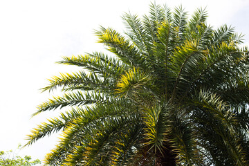 Date palm tree with sky.