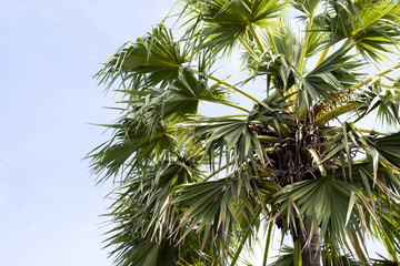 Toddy palm tree with blue sky