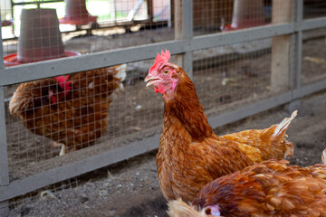 Hens in the chicken farm. Organic poultry house.