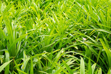 Green pandan leaves in the garden.