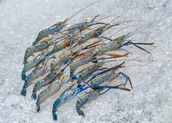 The blue shrimp on ice in the market