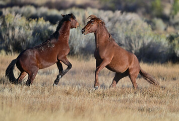 Wild Horses in Action - Washoe Lake State Park, Nevada