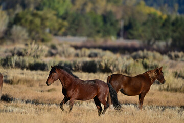 Fototapeta premium Wild Horses in Action - Washoe Lake State Park, Nevada
