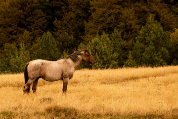 Beautiful wild horse in the mountain. Brown wild horse.
