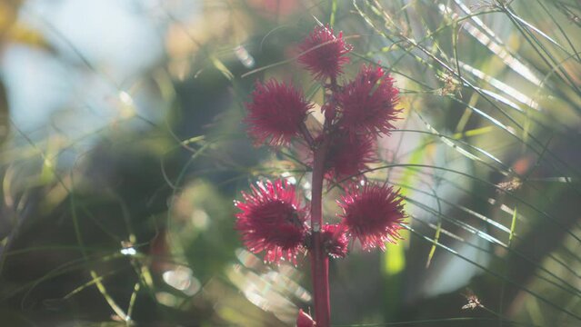 Close up of a castor bean plant swaying in the wind at sunset. Slow motion. 
