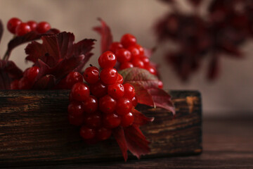 purple autumn branch of viburnum with fresh berries on a wooden box