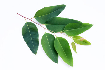 Eucalyptus leaves on white background.