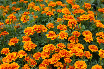 Marigold flower in the garden