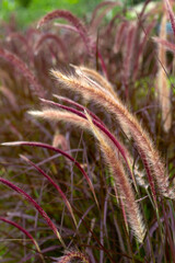 Fountain grass or pennisetum alopecuroides