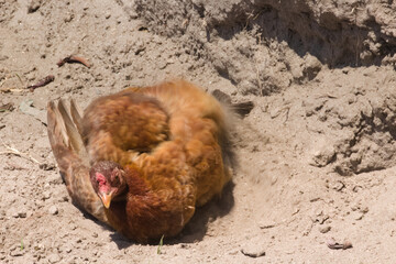 A hen resting on a dust road