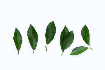 Citrus leaves on a white background.