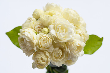 Jasmine flower on white background.