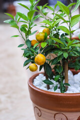 Citrus japonica fruit hanging( kumquat tree) with water drops in pot decorative front home garden background