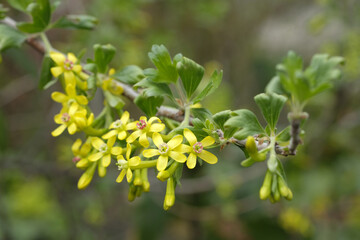 Blooming barberry bush in spring garden.