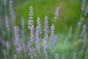 Lilac lavender grows in the morning field
