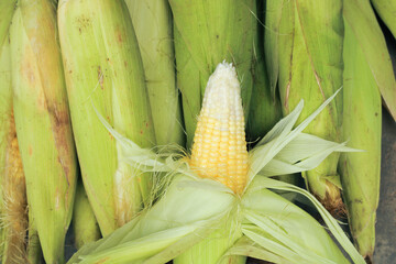 a group of golden corn whose skin has been peeled and photographed on a leaf