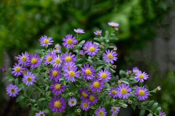 庭の紫色の野菊の花、日本の秋の花