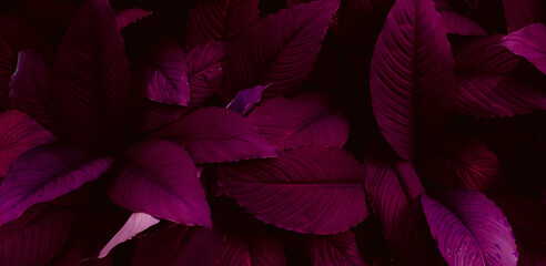 closeup nature view of purple leaves background, abstract leaf texture