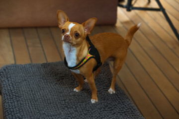 Portrait of a Chihuahua puppy on a brown background, preparing for a photo shoot.