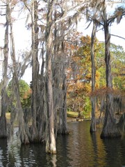 Tall cypress trees with Spanish moss on Bayou DeSaird