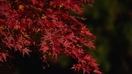 完全に紅葉したモミジやカエデの葉