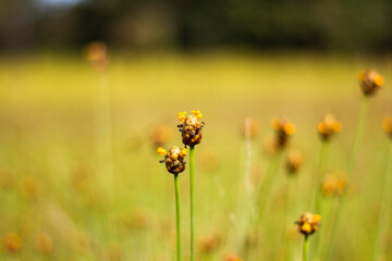 Obraz premium Yellow flower on abstract bokeh background