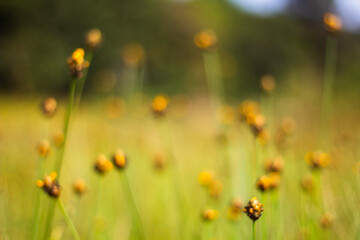 Blur yellow flower on abstract bokeh background