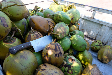 A pile of refreshing drinking coconuts and a large machete in a tuk tuk motorbike on tropical island in Timor Leste, Southeast Asia - obrazy, fototapety, plakaty