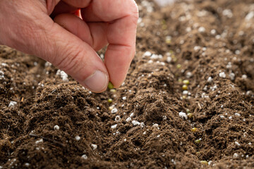 A hand with a plant seed planting it in the soil