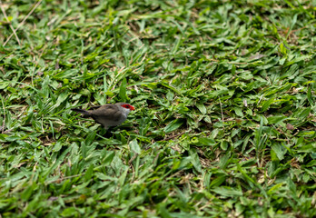 Gray, White, and Red Java Finch Resting on Green Grass in Hawaii.