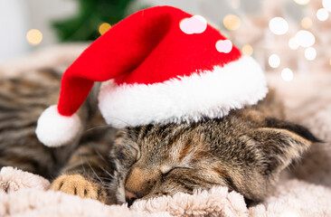 Cute sleeping kitten in a Christmas costume close-up. The animal in the santa hat sleeps.